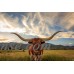 Texas Longhorn Steer in Rural Utah, Usa. Print By Johnny Adolphson   